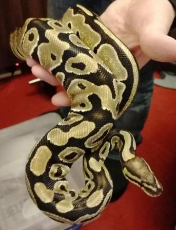 Image 4 of Royal Python 100% Normal het Toffee