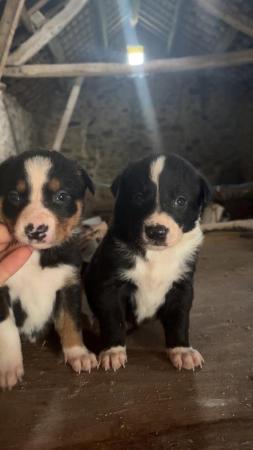 Image 5 of Border collie puppies :)