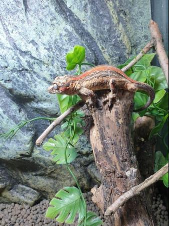 Image 2 of Stunning tangerine striped male Gargoyle Gecko