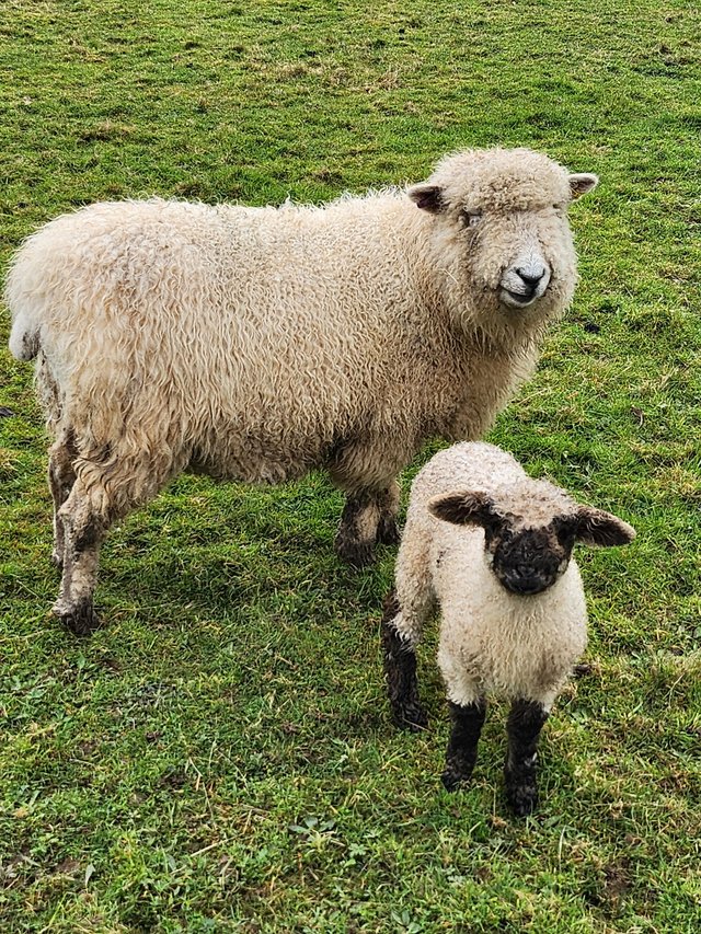 Preview of the first image of Valais Blacknose x with Eve lambs at foot.