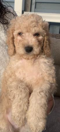 Image 1 of F2b cockapoo puppies ready to leave