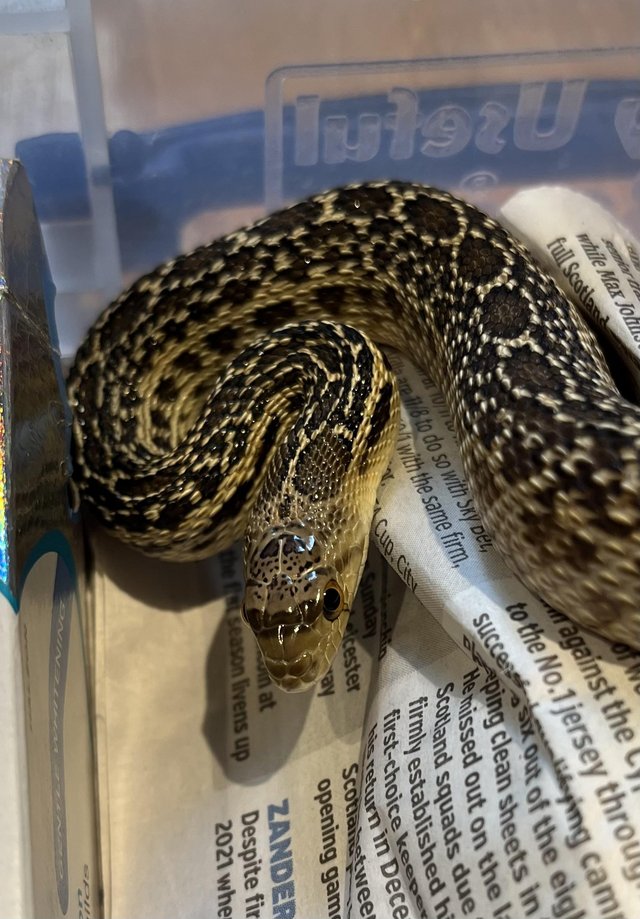 Preview of the first image of Female San Diego gopher snake, hypo.