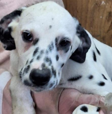 Image 3 of For sale Dalmatian pups