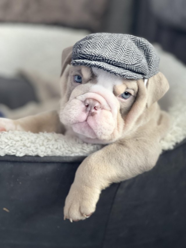 Preview of the first image of Top quality English bulldog puppies.