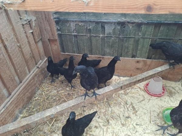 Image 3 of Ayam Cemani chickens...for sale.....all good strong birds...