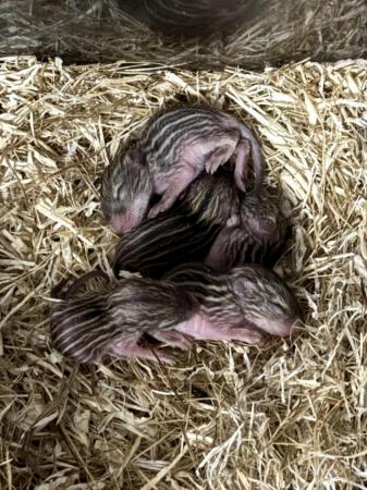 Image 5 of zebra mice, males and females available