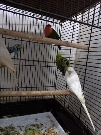 Image 5 of Lovely Breeder pairs of budgies looking for a new house