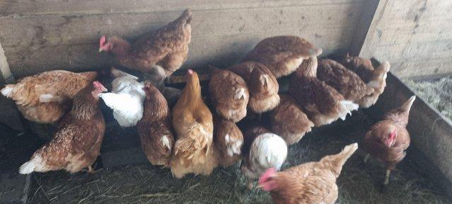 Preview of the first image of Selection of ex battery hens for sale.