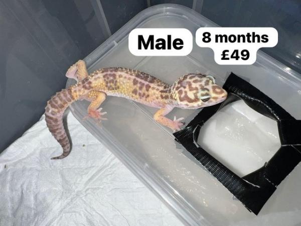 Image 9 of Reduced - leopard geckos for sale