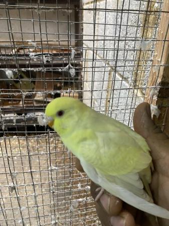 Image 5 of Baby and Young Budgies For Sale