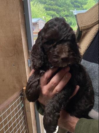 Image 11 of Miniature Cockapoo puppies (only one boy left pic 1)
