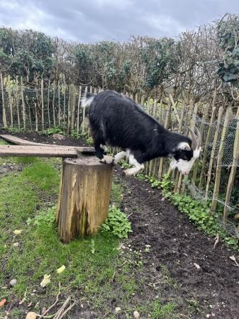 Image 2 of 2 x Pygmy Goats for sale approx 2 years old