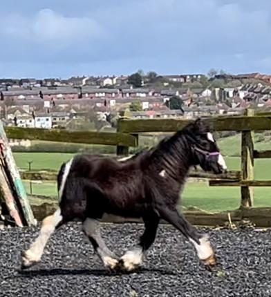 Image 3 of Heavy Piebald 10 Months Old Cob To Make 13hh