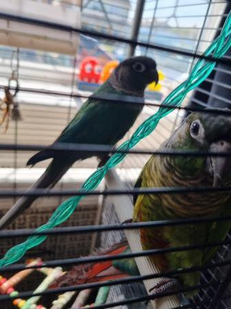 Image 1 of 2 Male green cheek conures
