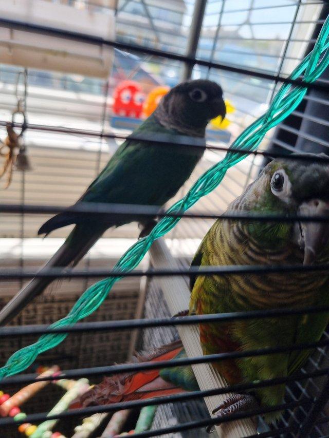Preview of the first image of 2 Male green cheek conures.