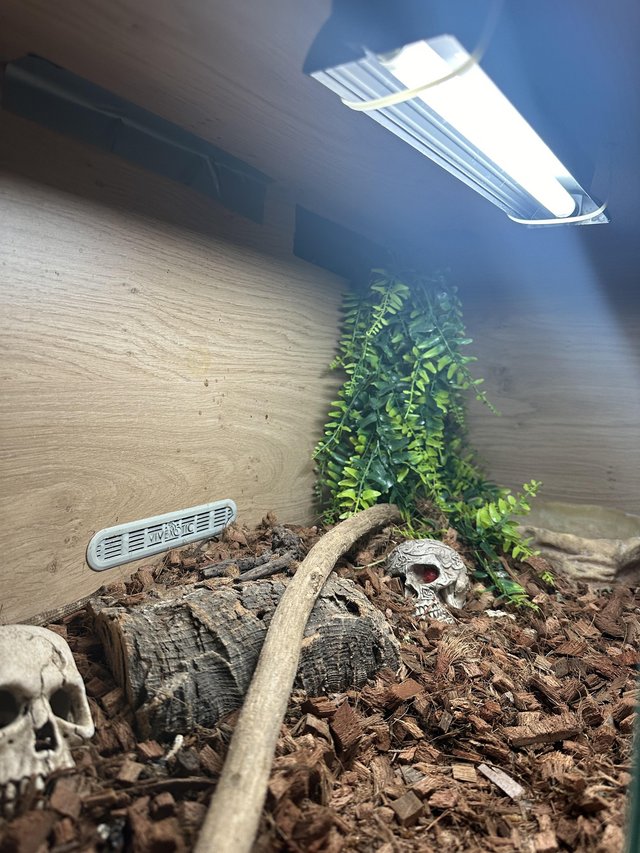 Preview of the first image of Bearded Dragon with FULL SETUP.