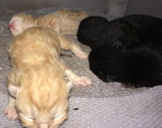 Image 6 of 5 New Born Kittens [READ DISCLAIMER]