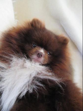 Image 12 of Pomeranian Lilac Chocolate Male looking for Forever Home