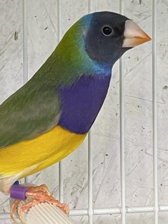 Image 3 of Gouldian finches for sale