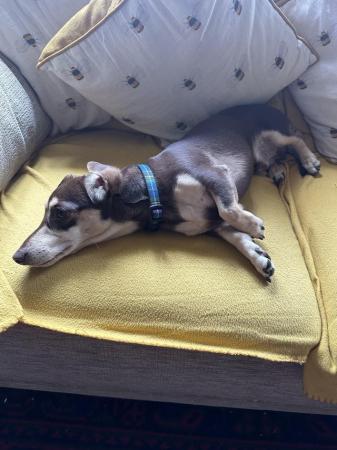 Image 13 of One year old miniature dachshund boy