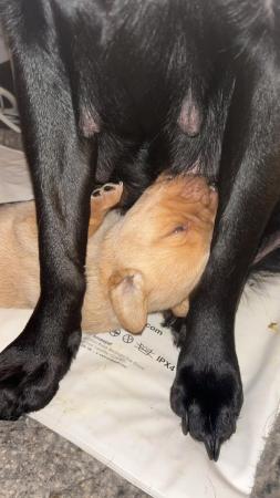 Image 4 of Chunky Labrador puppies