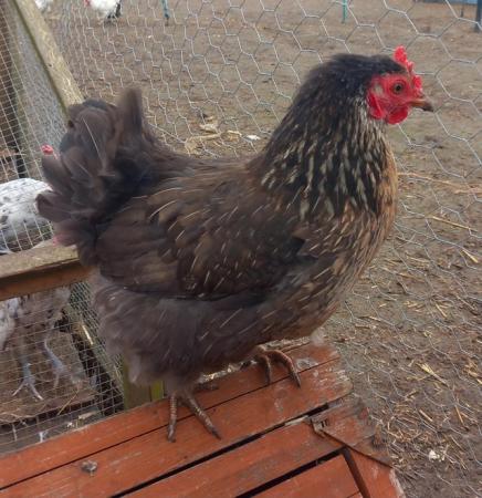Image 2 of Very pretty bantam hen looking for a nice home
