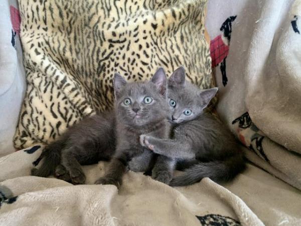 Image 5 of Beautiful Kittens for sale