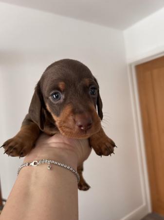 Image 6 of Miniature dachshund. KC reg, health checked, microchipped
