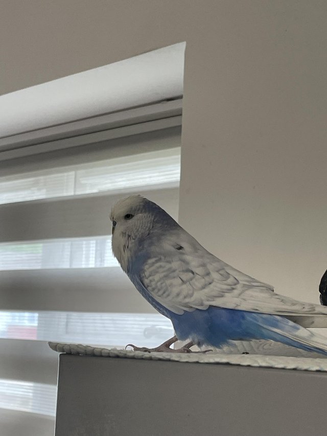 Preview of the first image of adorable male budgie and large cage.