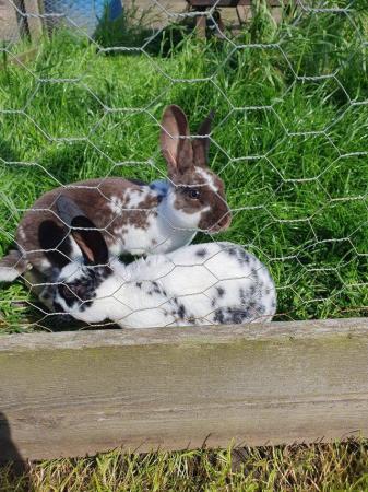 Image 6 of Mini rex rabbits available for loving homes
