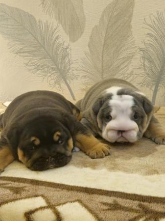 Image 3 of English Bulldog Puppies, Blue & Tan, Blue & White For Sale