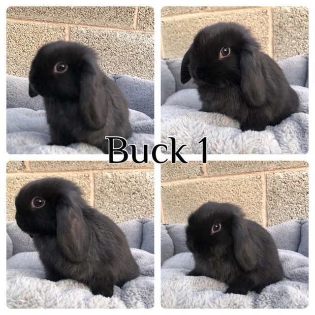 Preview of the first image of *RESERVED* 1 baby mini lop boy ready to reserve.