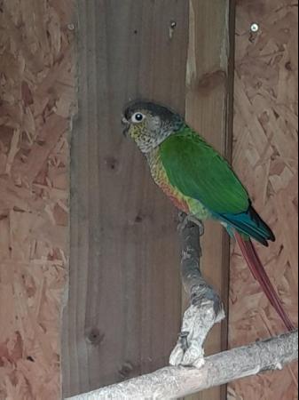 Image 5 of Beautiful feather perfect conures
