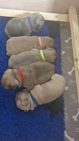 Image 11 of KC Registered French Bulldog Puppies 2 left