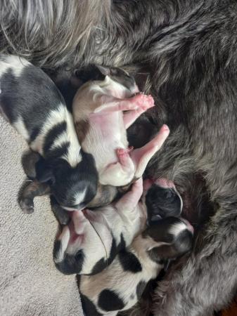 Image 1 of Shih Tzu pups x5 only x2 girls left