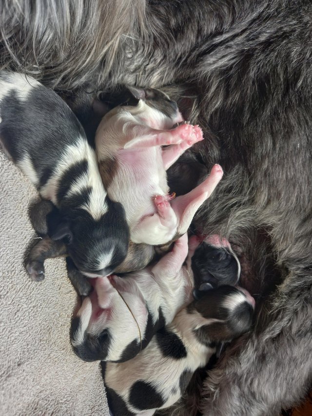 Preview of the first image of Shih Tzu pups x5 only x2 girls left.