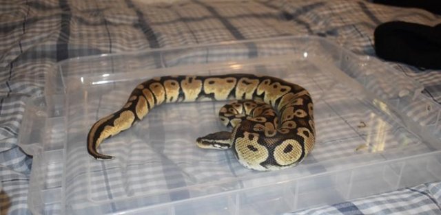 Image 3 of 4 year old male Pastel Ball Python