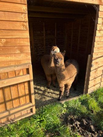 Image 2 of BAS REGISTERED BEAUTIFUL QUALITY BABY ALPACAS