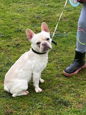 Image 3 of 18 Months old French Bulldog