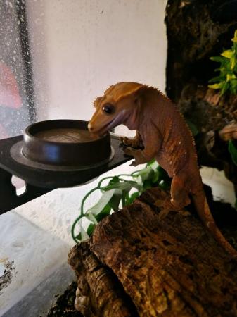 Image 1 of 2 Crested Geckos with One full set up