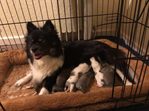Image 1 of Beautiful Pomchi puppies for sale