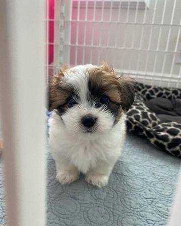 Image 1 of Shih Tzu Home Puppies Available