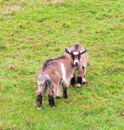 Image 6 of Pygmy Goat Kids ( Lovely Tri Colours )
