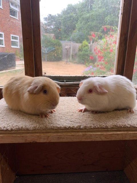 Sweet Baby Short Coated Satin Guinea Pig Boars — photo 2 of 4
