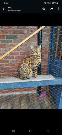 Image 1 of 2year old bengal male cat