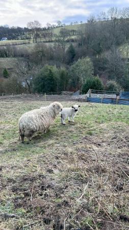 Image 3 of Grey faced Dartmoor ewes