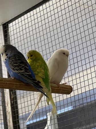 Image 3 of Adult budgies for sale various colours