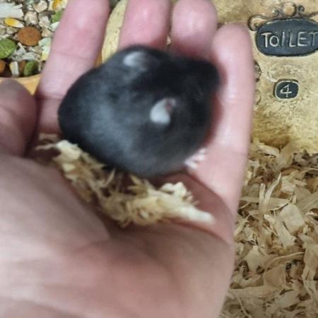 Image 4 of Dwarf Hamsters For Sale - Sunderland store