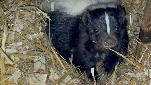 Image 3 of Baby skunks ready end of June