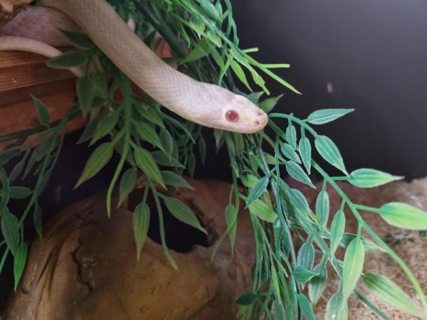 Image 5 of OMG Beautiful white snake